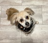 Wicket