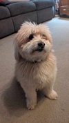 Wicket
