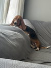 Basil Betty