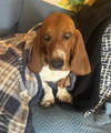 Basil Betty
