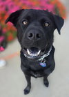 Lennox