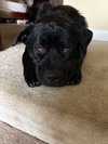 Lennox