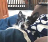 Skipper