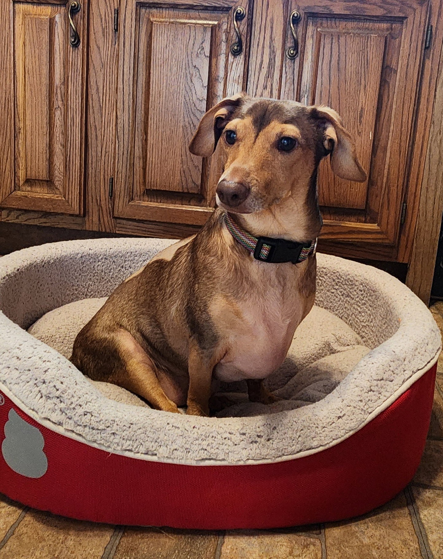 Dachshund