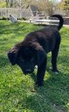 Douglas