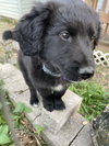 Duncan