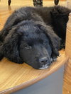 Duncan