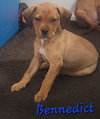 Benedict