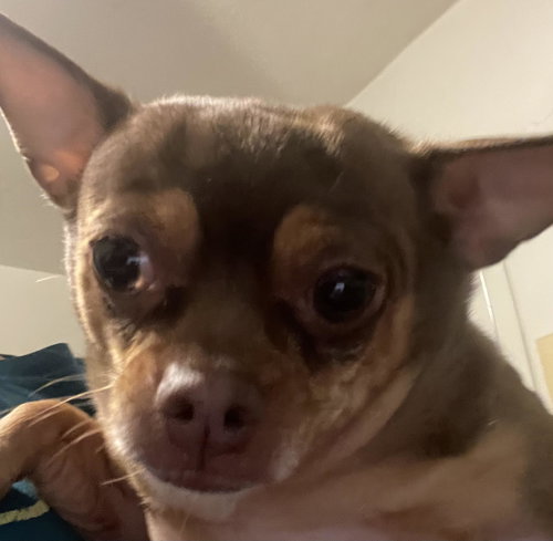 Shyla