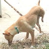 Sally