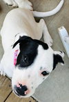 Tallulah