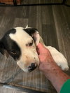 Tallulah