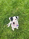 Tallulah