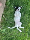 Tallulah