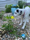 Tallulah