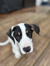 Rex