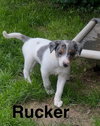 Rucker