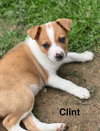 Clint