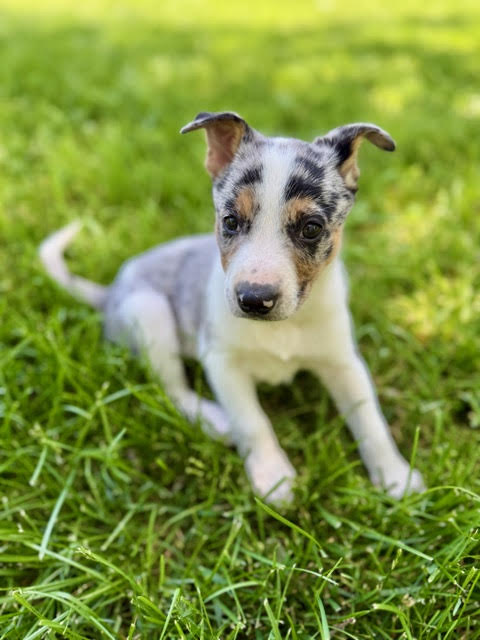 Oakley