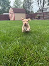 Porter