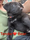 Tenderheart Bear