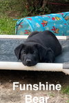 Funshine Bear