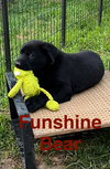 Funshine Bear