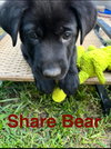 Share Bear