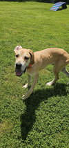 Marmaduke