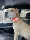 Marmaduke