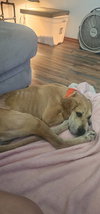 Marmaduke