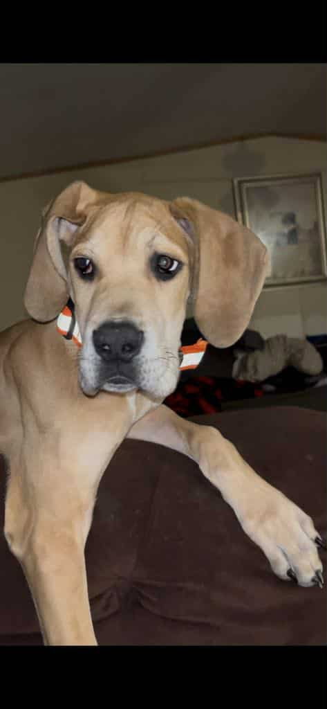 Marmaduke