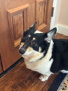 Elvis