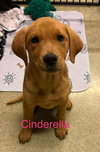 Cinderella