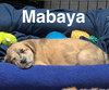 Mabaya