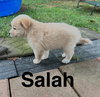 Salah