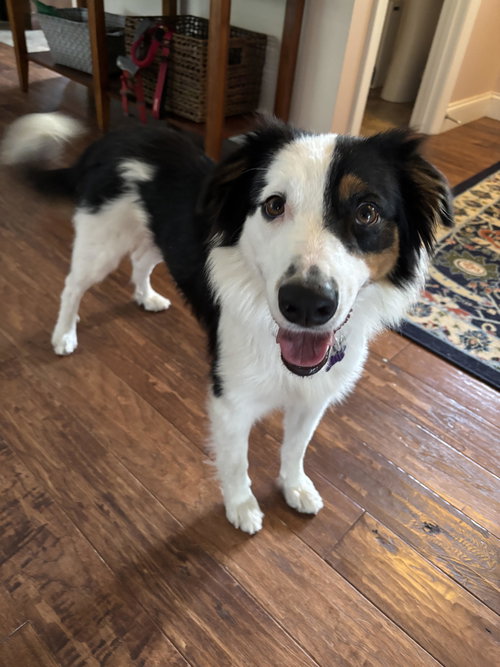 Pippa