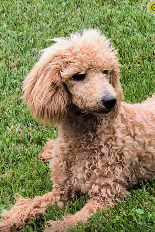 Zola