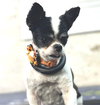 Roxy Roo  