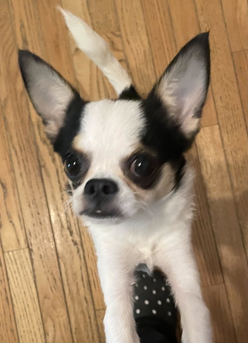 Felix