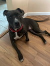 Sheba