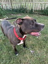 Sheba