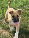 Banjo