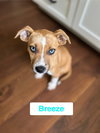 Breeze
