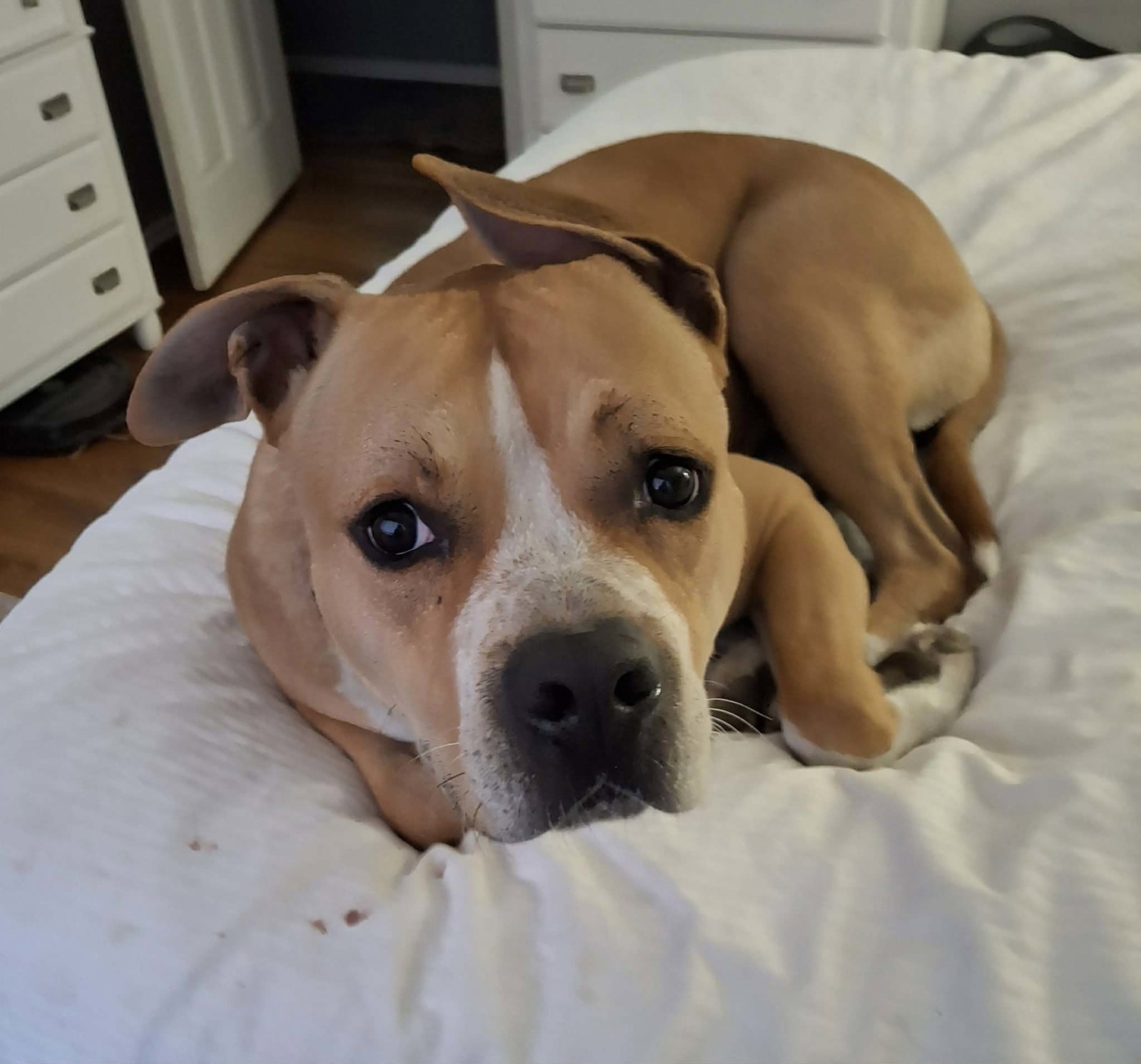 Pit Bull