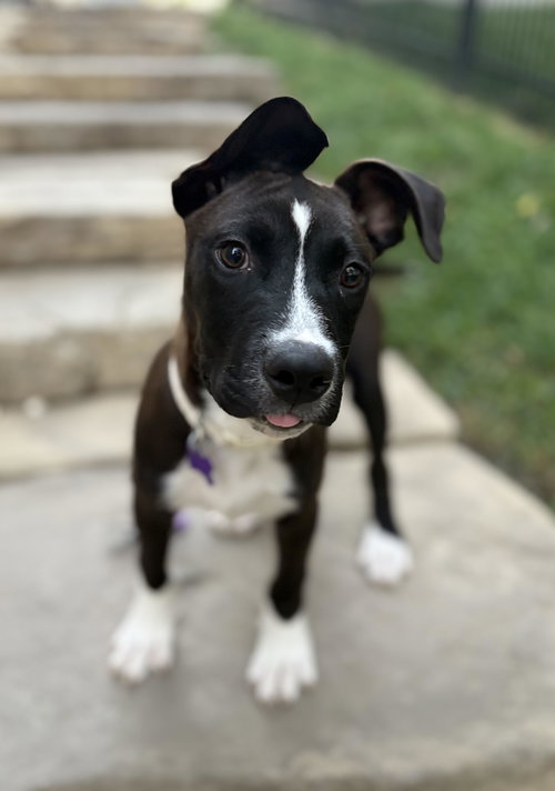 Oreo