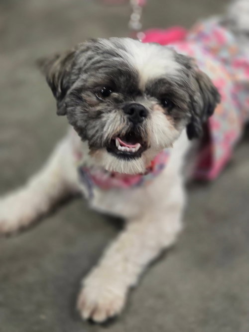 Bitsy