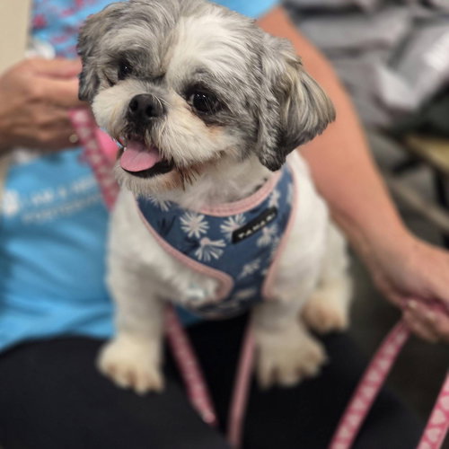 Mitzi