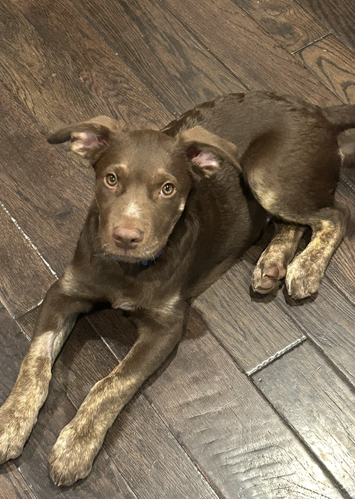 Edison