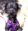 Pork